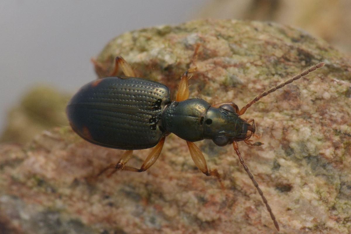 Carabidae: Sinechostictus elongatus